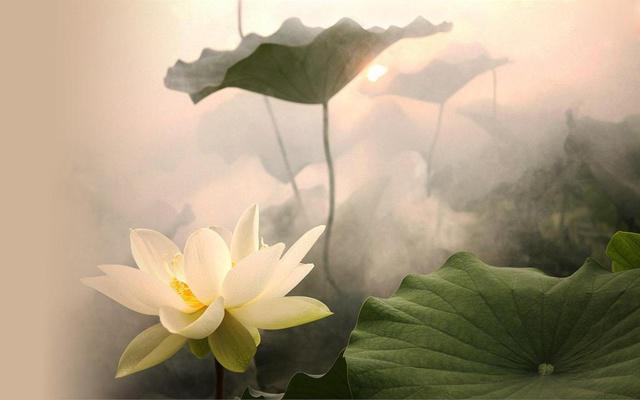 八字里面的食神是什么命格 八字里面的食神是什么命格