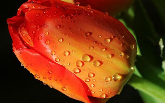 利己至上 处处为自己好的生肖