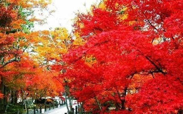 八字食神生财又见官