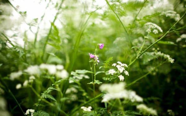 抑扬顿挫是什么生肖 生肖龙或生肖鸡 抑扬顿挫是什么生肖 生肖龙或生肖鸡