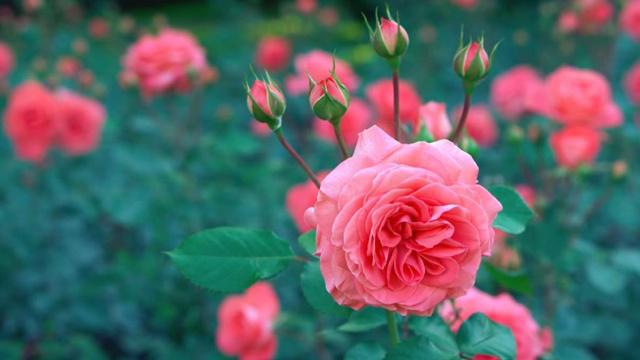 八字中命局是什么