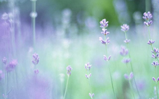 杯蛇鬼车是什么生肖 生肖蛇和生肖鸡 杯蛇鬼车是什么生肖 生肖蛇和生肖鸡