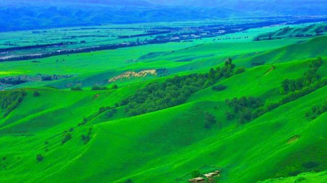 合金金鱼是风水鱼吗