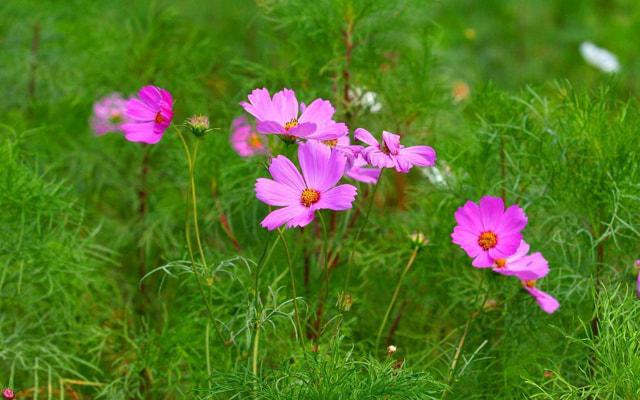 怕风的女人八字命理解析