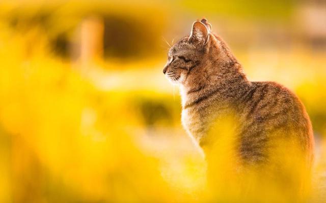 迷人气质 易获有钱人青睐的生肖女 迷人气质 易获有钱人青睐的生肖女