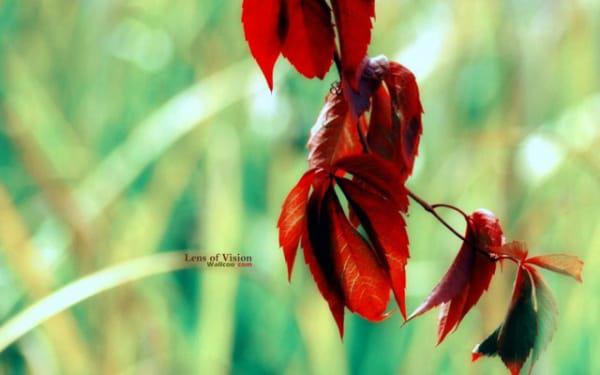 少奶奶命的八字特征