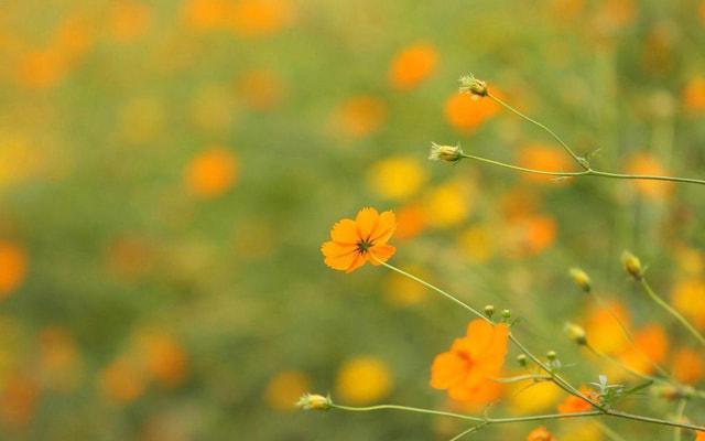 汉族先生会看风水吗