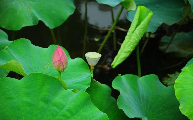 八字女命财旺身衰