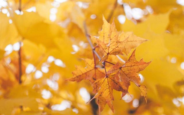 壬申日柱是下等日柱吗 壬申日柱是下等日柱吗