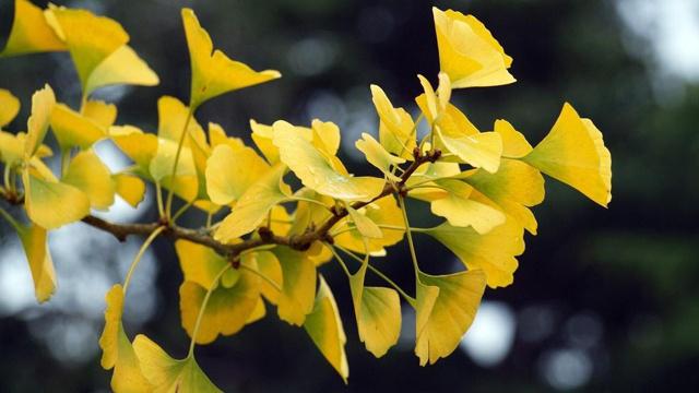 比劫运发财的八字命理 比劫运发财的八字命理