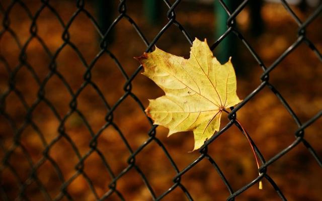 壬寅日柱男命配偶