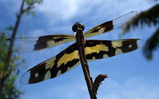 这些生肖总把所有责任往自己身上揽