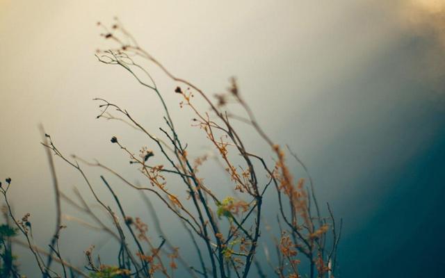 甲鱼和风水有关系吗